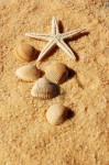sabbia, mare, conchiglie, ricerca