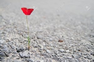 11726436-Un-fiore-singolo-papavero-rosso-che-cresce-attraverso-asfalto-Archivio-Fotografico