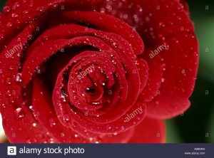 rosa-rossa-close-up-corolle-umido-fiore-gocce-di-rugiada-a98nrh