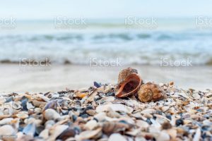 Close-up of two shells on the beach with sea on background, shallow DOF, soft focus.